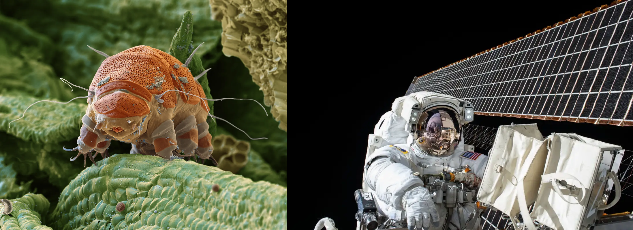 মহাকাশ : নভোচারীদের টার্ডিগ্রেড (tardigrade)–এর মতো সক্ষমতা দেওয়া যেতে পারে, তবে এর ঝুঁকি রয়েছে