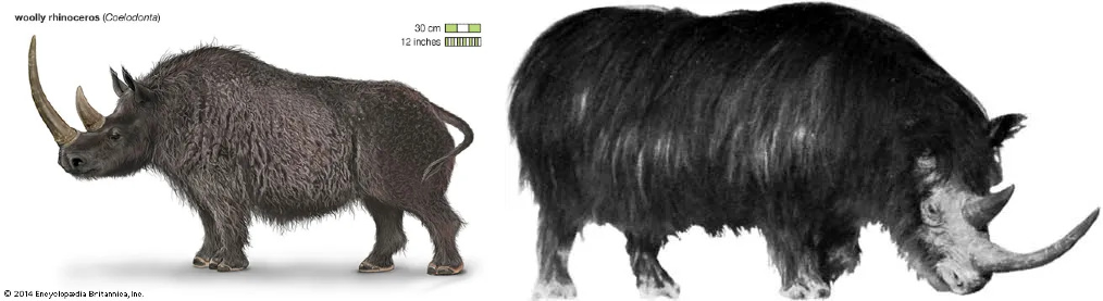 জীবাশ্মবিদ্যা : উলি রাইনো (Woolly rhino)–এর জিনোম তার বিলুপ্তির কারণের ইঙ্গিত দিচ্ছে