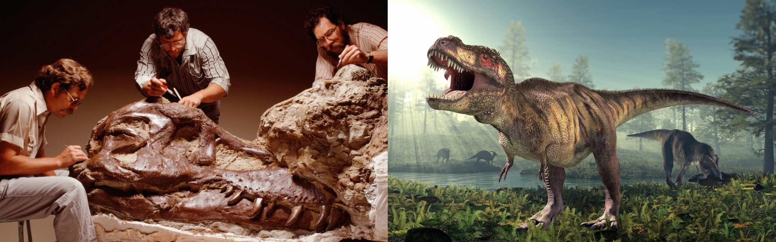 জীবাশ্মবিদ্যা (Palaeontology) : টি. রেক্স (T rex) পুরোপুরি বড় হতে সময় নিত প্রায় ৪০ বছর